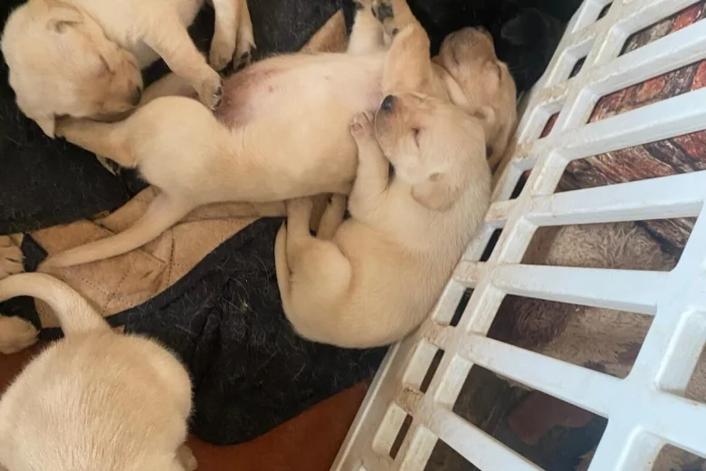 Labrador Retriever