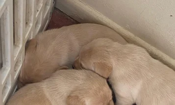 Labrador Retriever