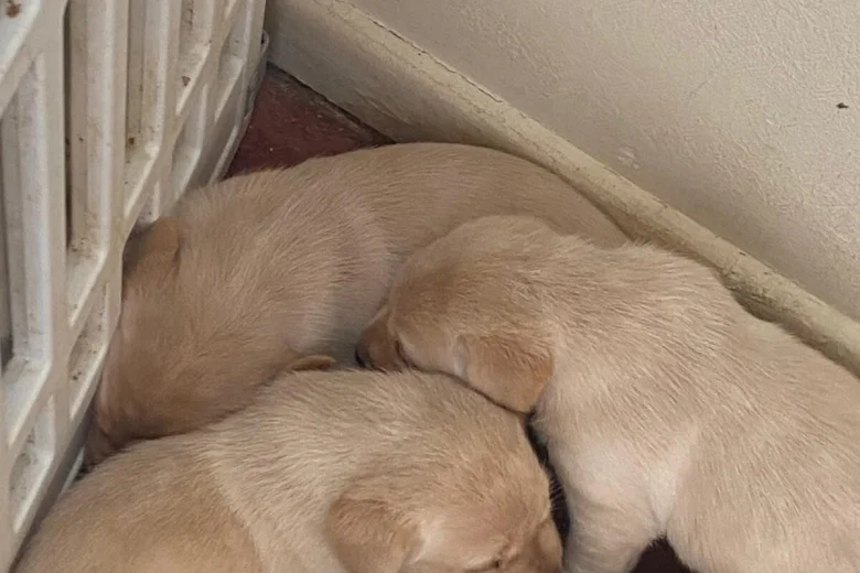 Labrador Retriever