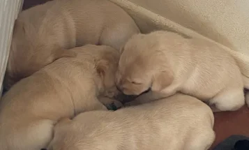 Labrador Retriever