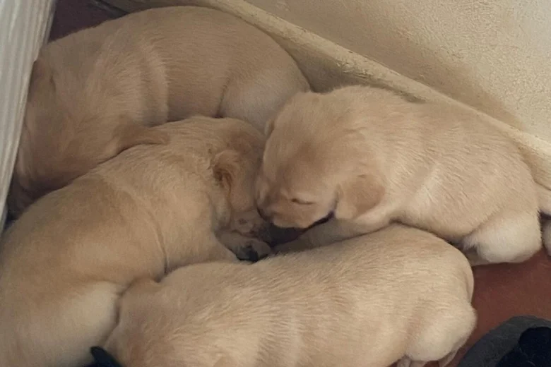Labrador Retriever