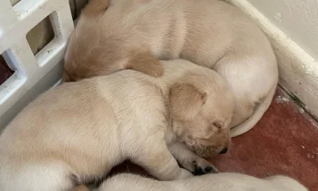 Labrador Retriever