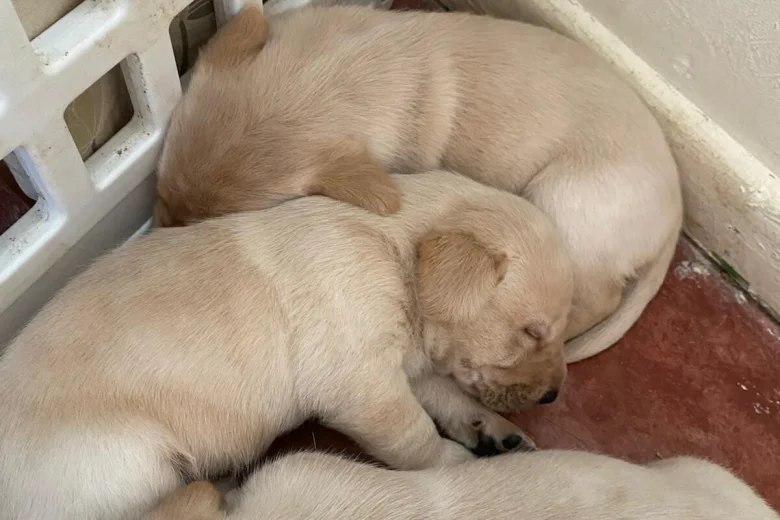 Labrador Retriever