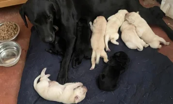 Labrador Retriever