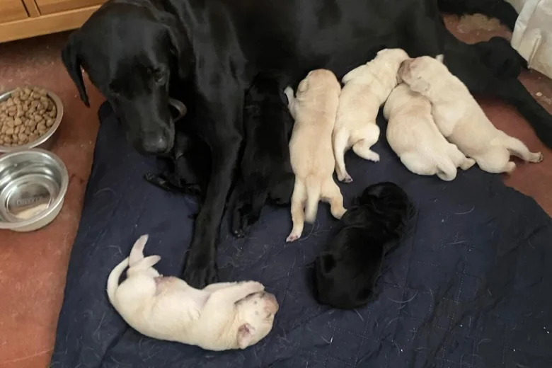 Labrador Retriever