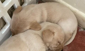 Labrador Retriever
