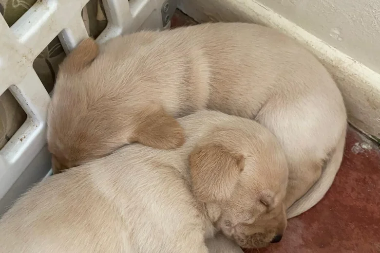 Labrador Retriever