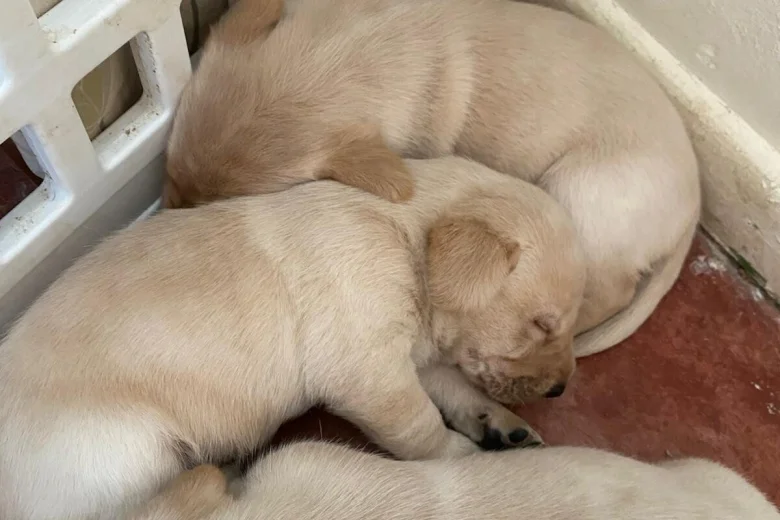 Labrador Retriever