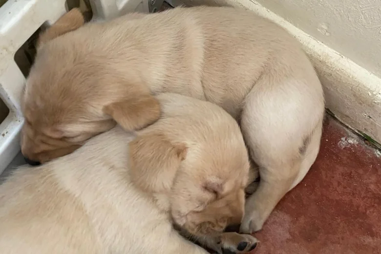 Labrador Retriever
