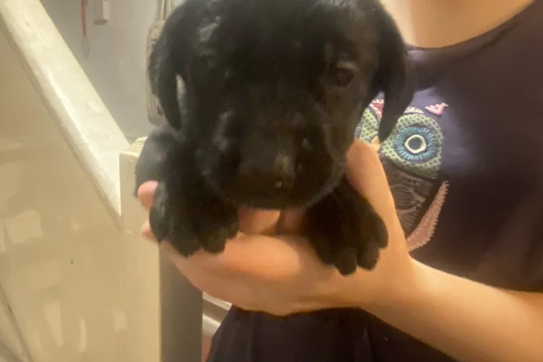 Labrador Retriever