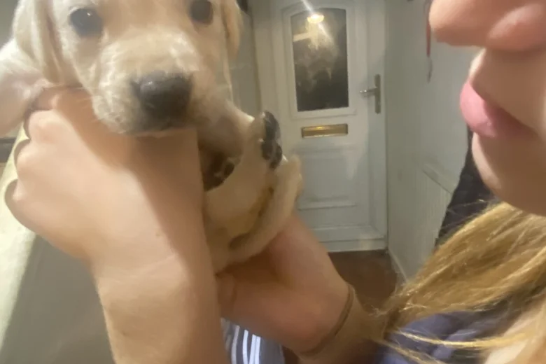 Labrador Retriever