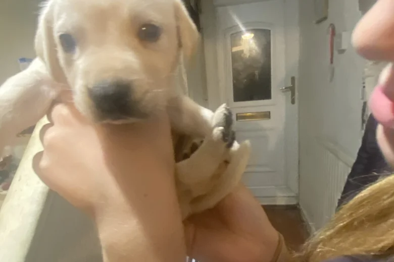 Labrador Retriever