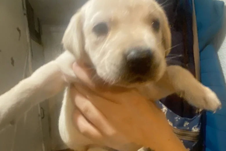 Labrador Retriever