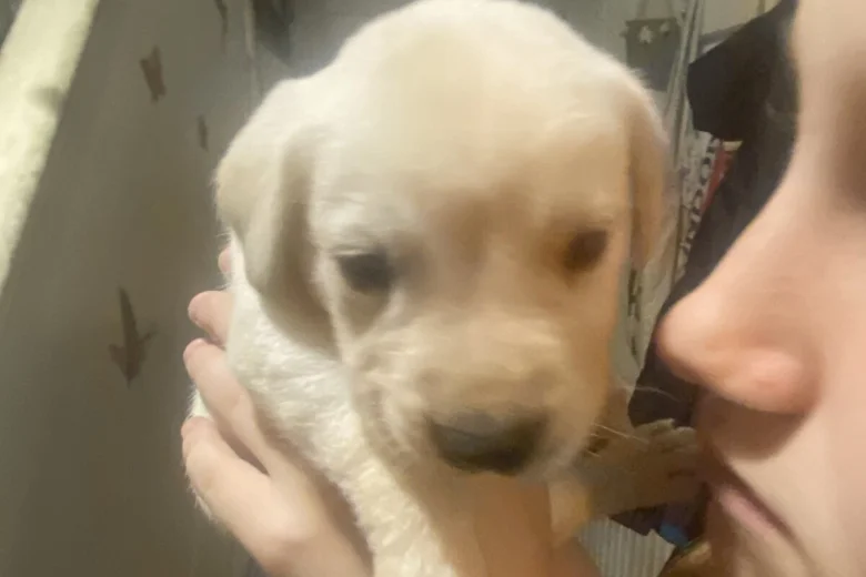 Labrador Retriever