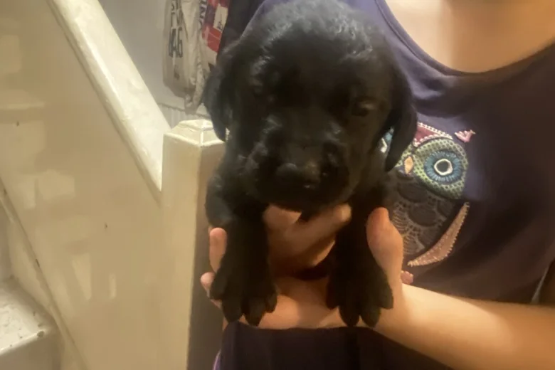 Labrador Retriever