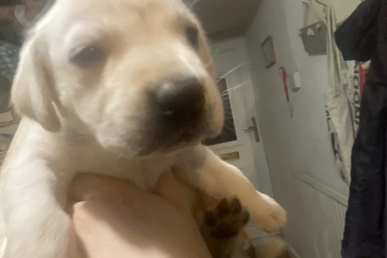Labrador Retriever