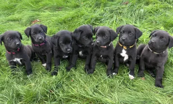 Labrador Retriever
