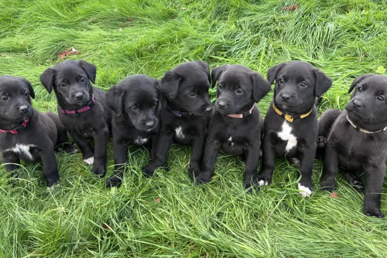 Labrador Retriever