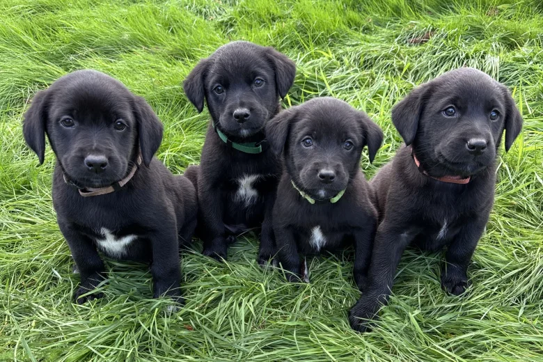 Labrador Retriever