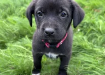 Puppy 3
