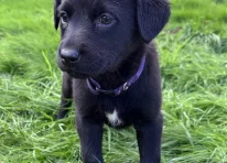 Puppy 4