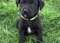 Puppy 1