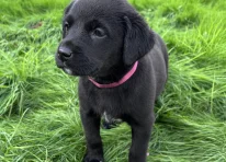 Puppy 5
