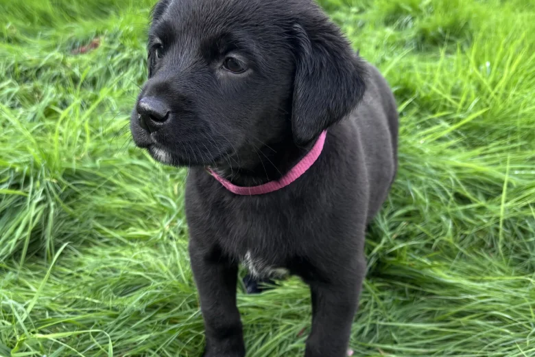 Labrador Retriever