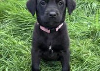 Puppy 6