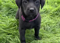 Puppy 7