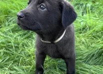 Puppy 8