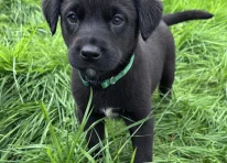 Puppy 2