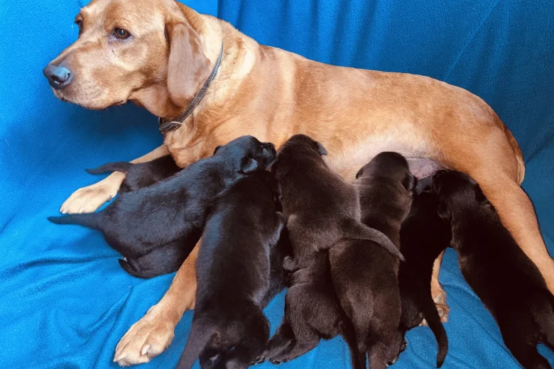 Labrador Retriever