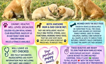 Labrador Retriever