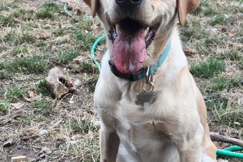 Labrador Retriever