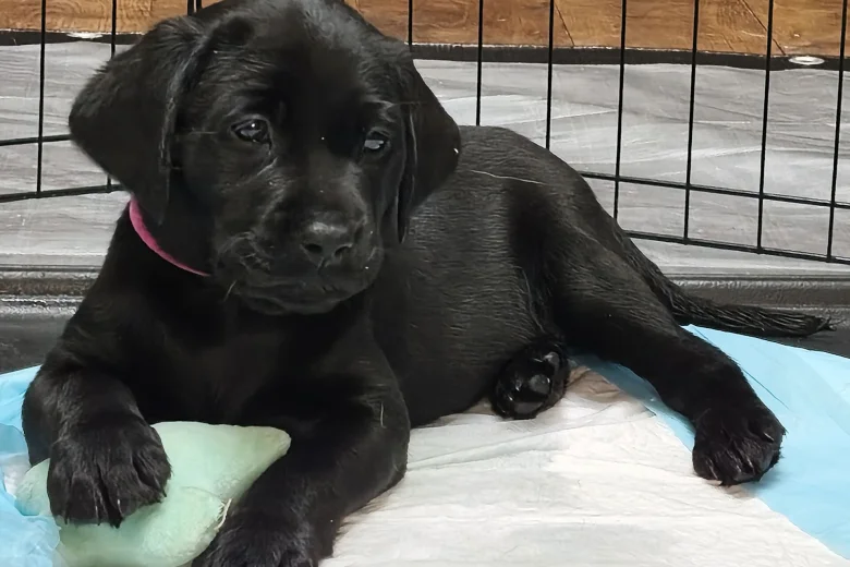 Labrador Retriever