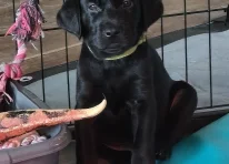 Green collar