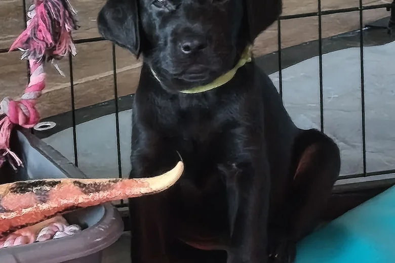 Labrador Retriever