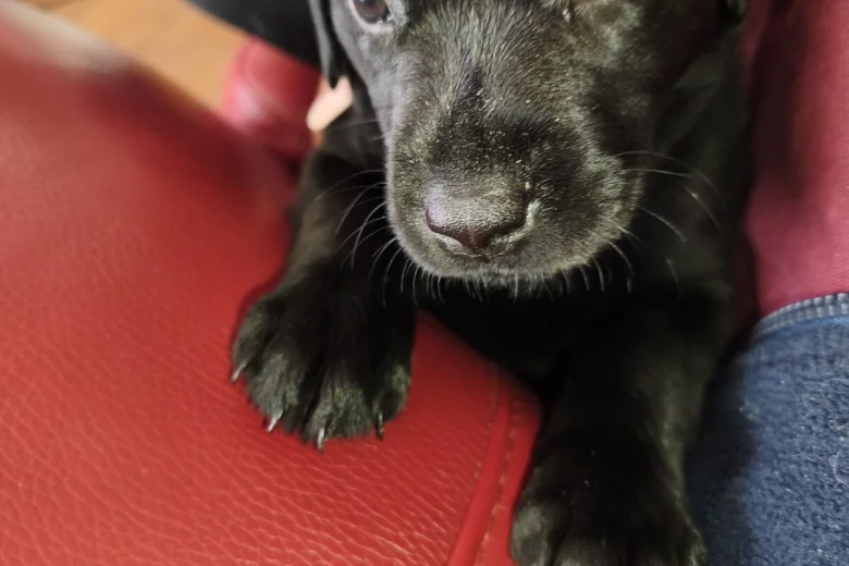 Labrador Retriever