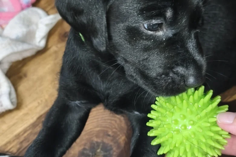 Labrador Retriever