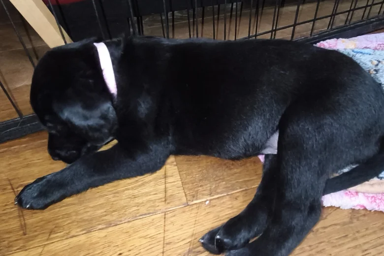 Labrador Retriever