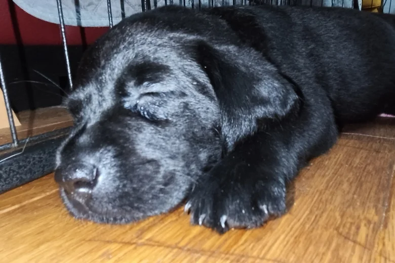 Labrador Retriever