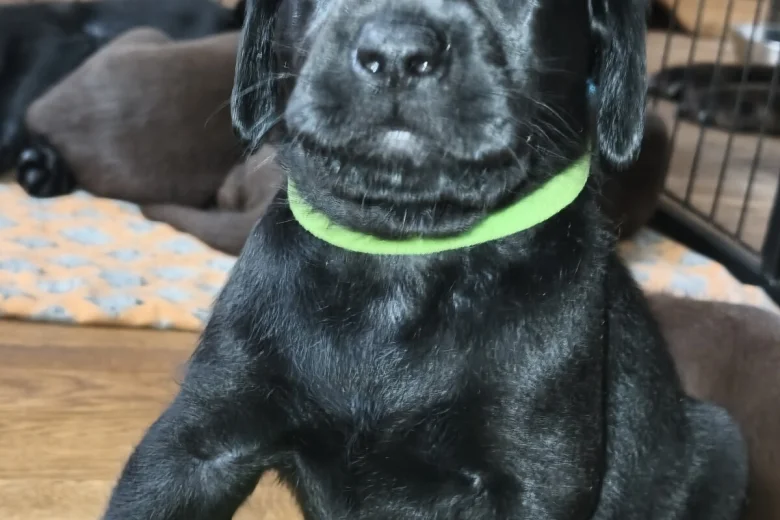 Labrador Retriever
