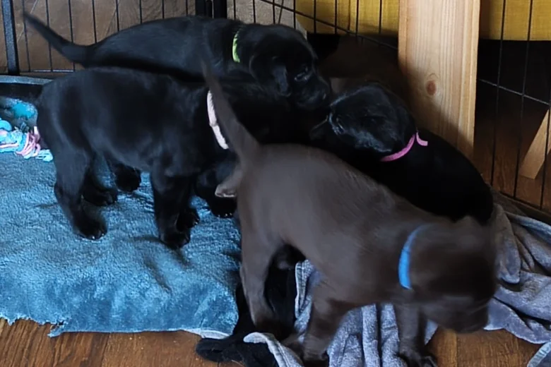 Labrador Retriever