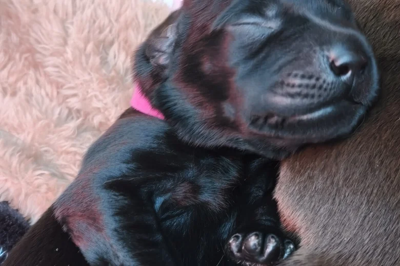 Labrador Retriever