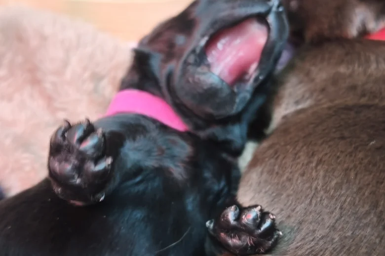 Labrador Retriever