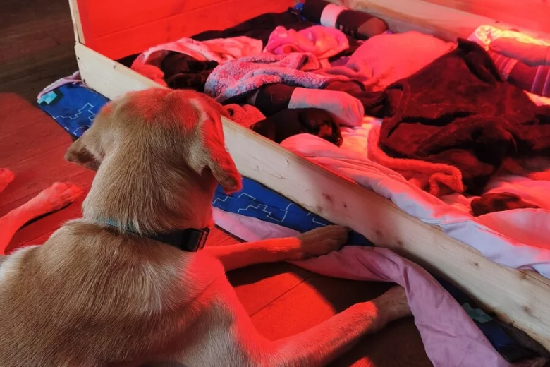 Labrador Retriever
