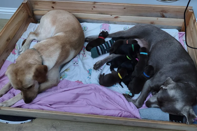 Labrador Retriever