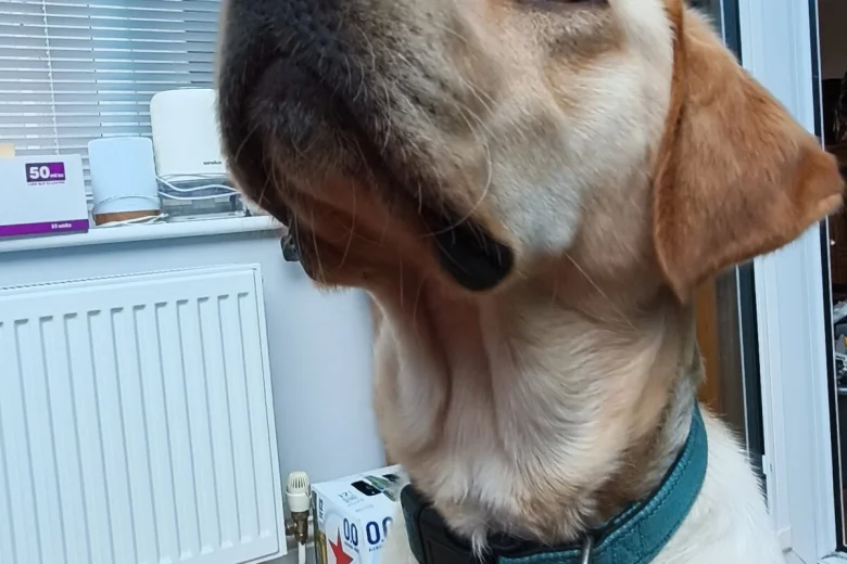 Labrador Retriever