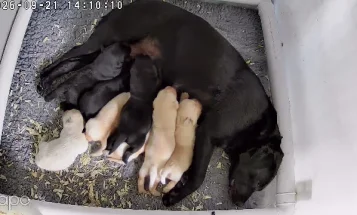 Labrador Retriever
